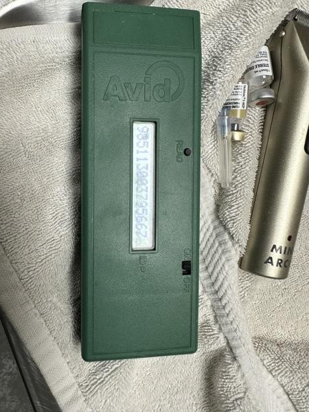 Enlarge Desi, a Adoptable mixed breed in Troutdale, OR image 5/5