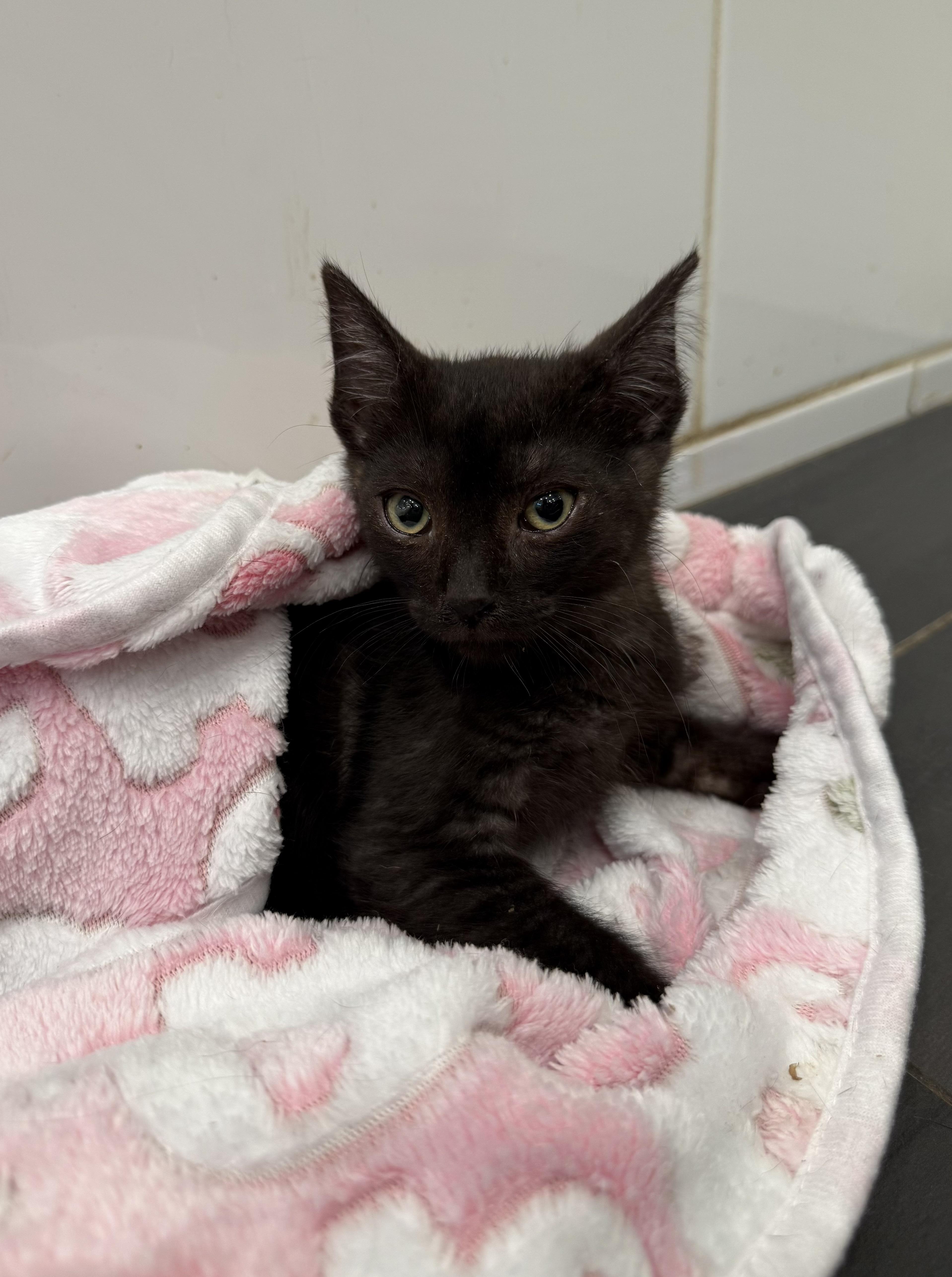 Lucky, Adopted, Young Male Domestic Short Hair.