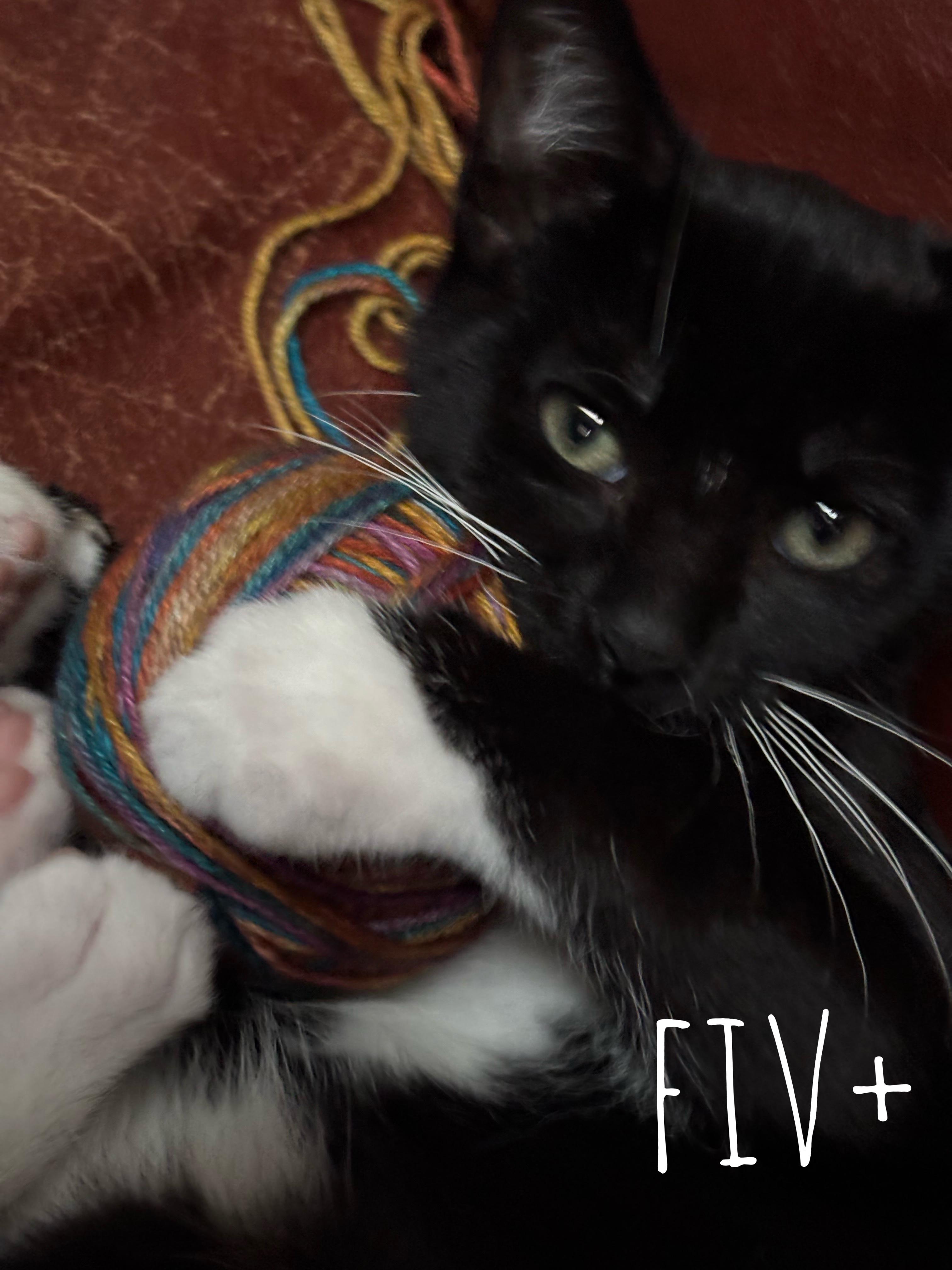 Jack (Eye Patch Litter) photo 6