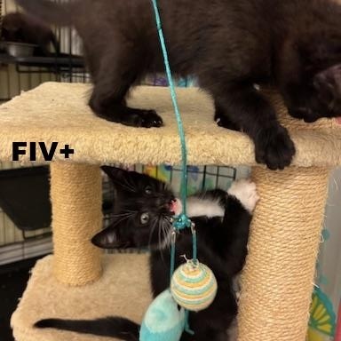 Jack (Eye Patch Litter) photo 3