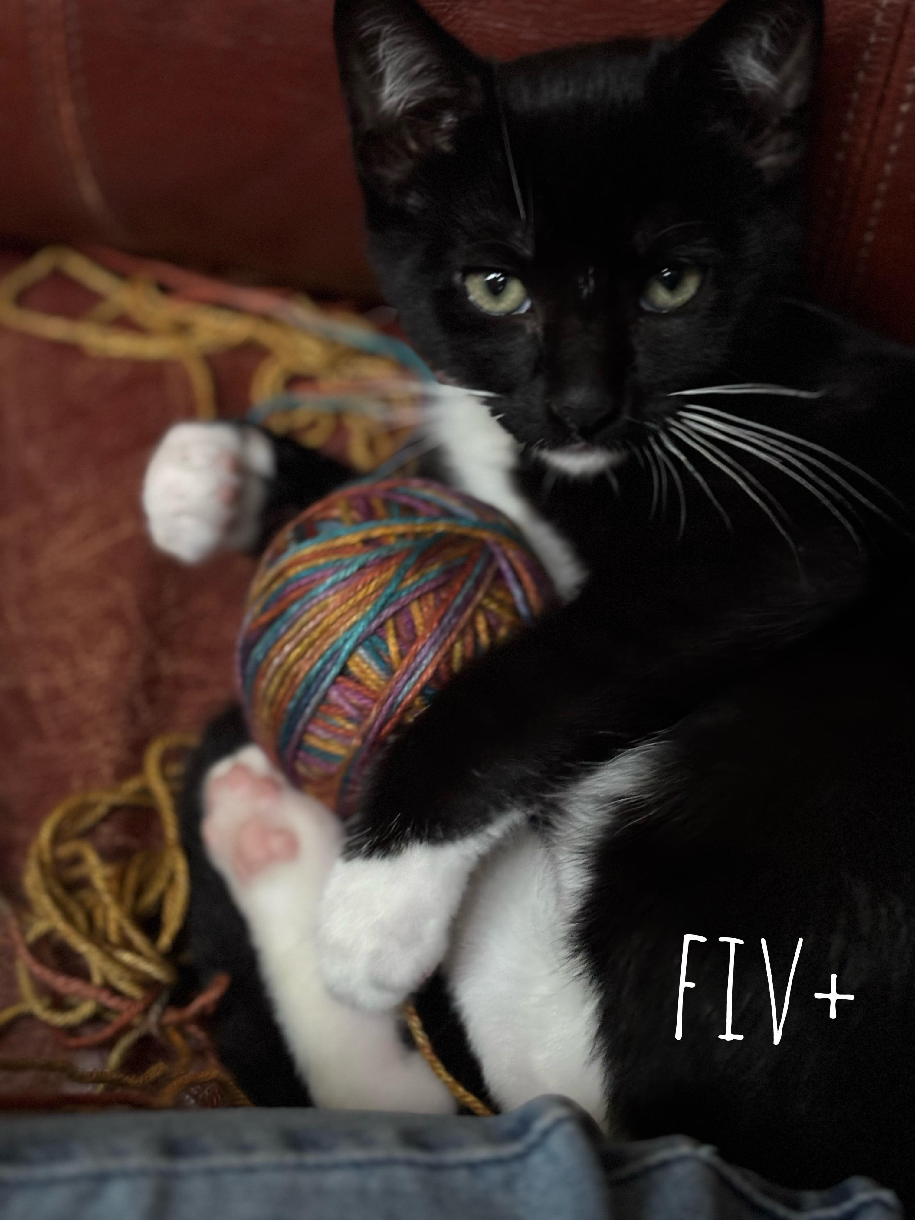 Jack (Eye Patch Litter) photo 4