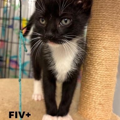 Jack (Eye Patch Litter), Baby Male unknown