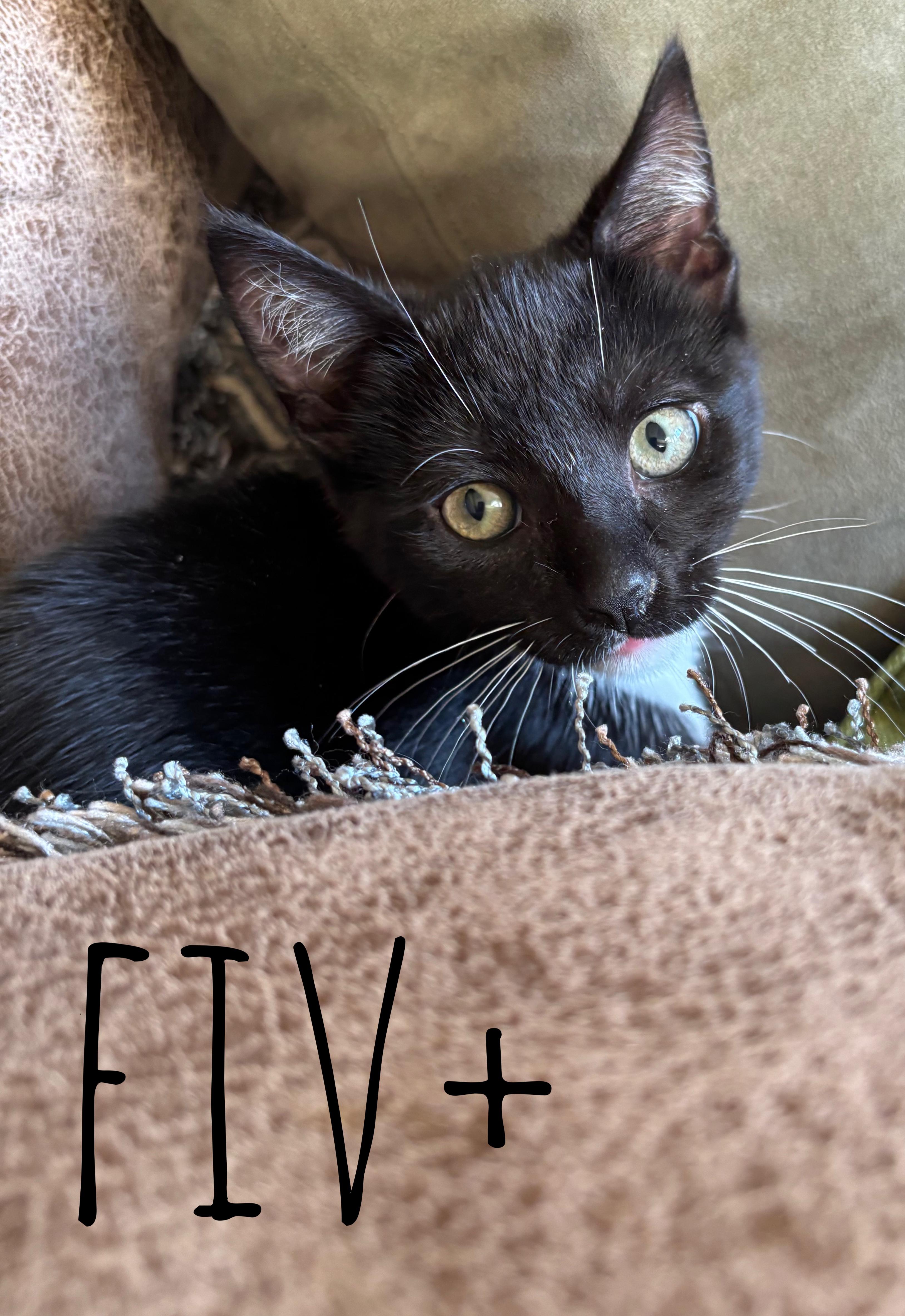 Jack (Eye Patch Litter) photo 5