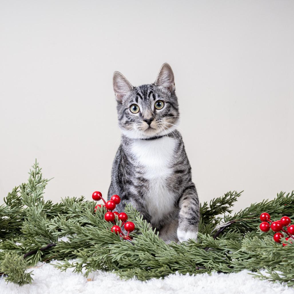 Freddy, Adoptable, Kitten Male Domestic Short Hair.