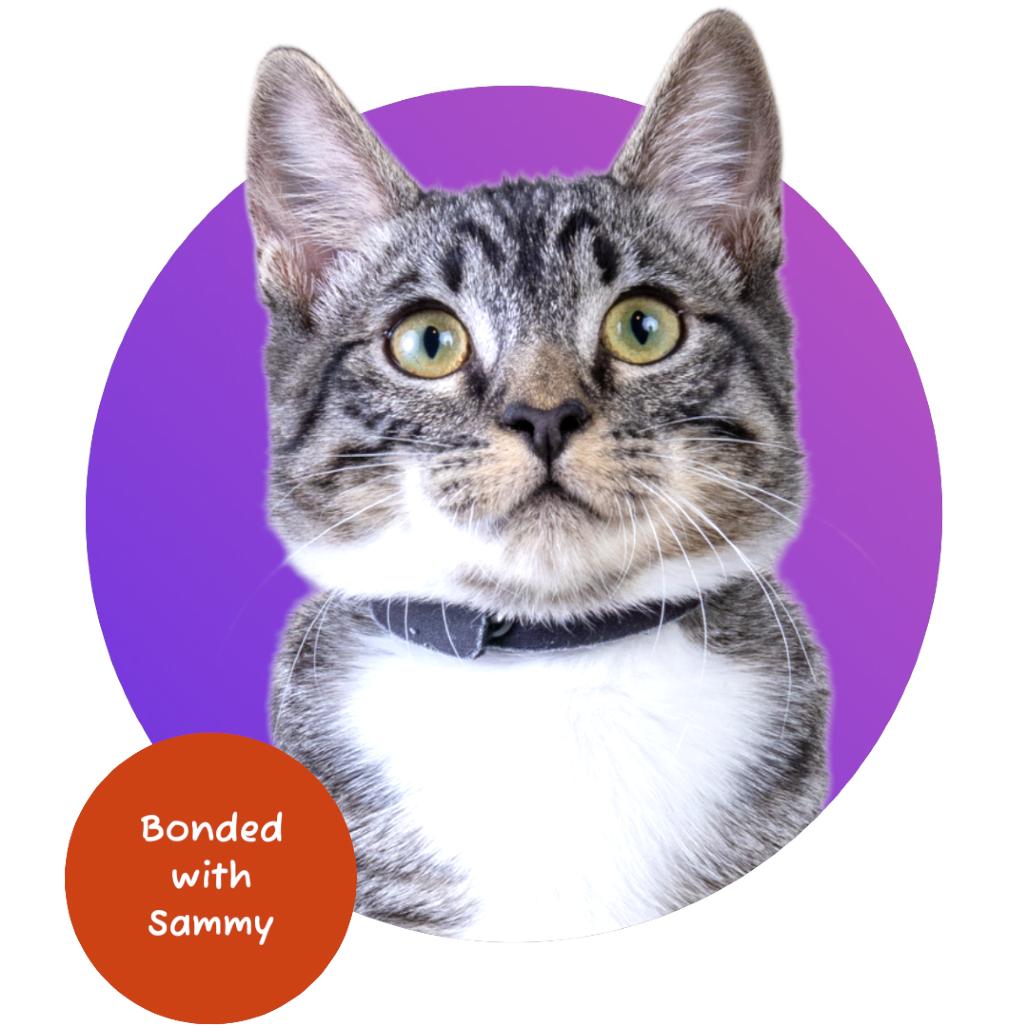Enlarge Freddy, a Adoptable Domestic Short Hair in Pacific Grove, CA image 2/6