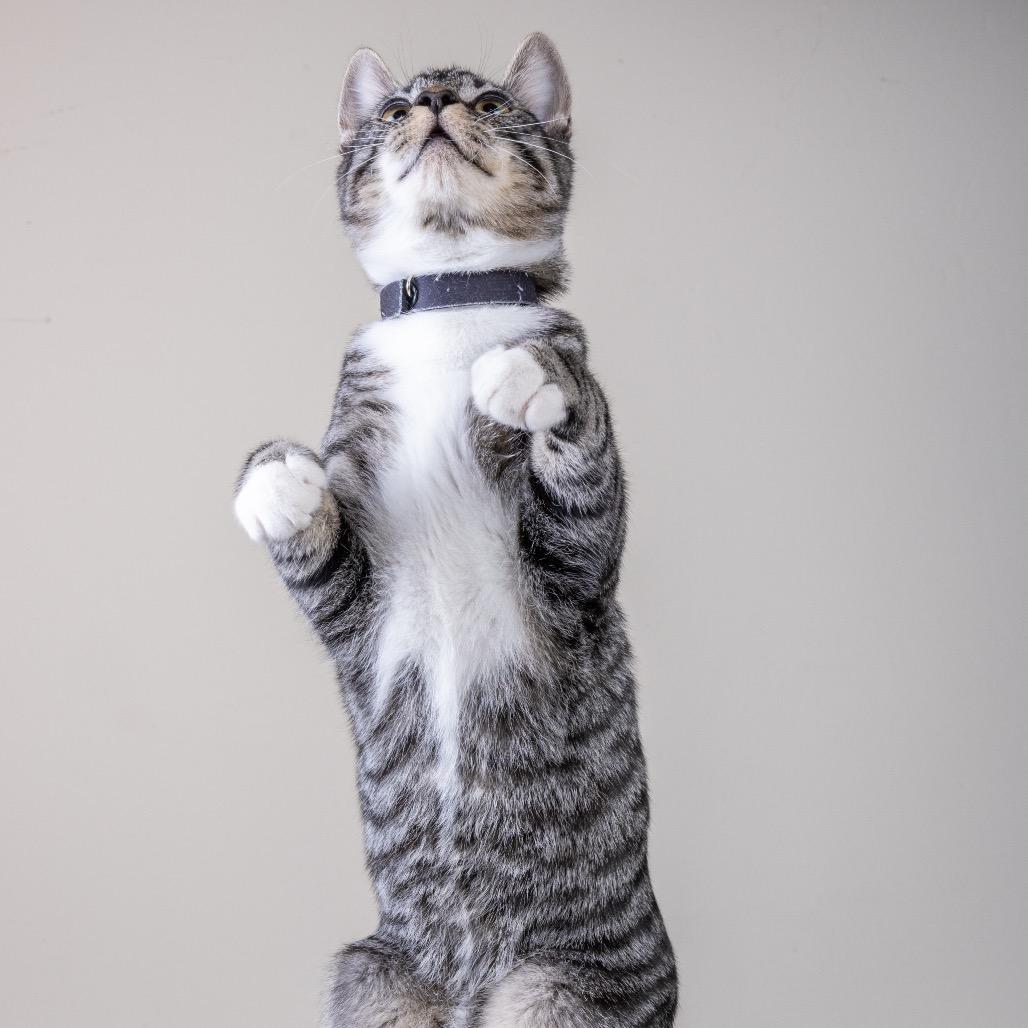 Enlarge Freddy, a Adoptable Domestic Short Hair in Pacific Grove, CA image 3/6