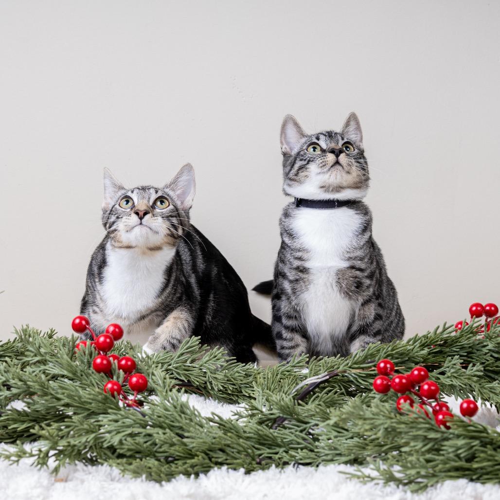 Enlarge Freddy, a Adoptable Domestic Short Hair in Pacific Grove, CA image 4/6