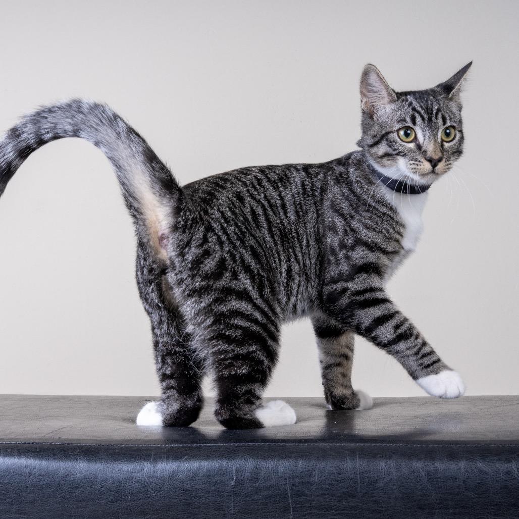 Enlarge Freddy, a Adoptable Domestic Short Hair in Pacific Grove, CA image 5/6