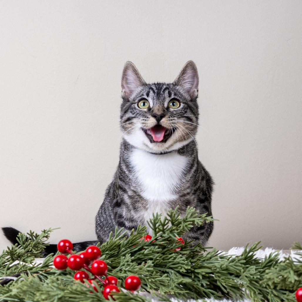 Enlarge Freddy, a Adoptable Domestic Short Hair in Pacific Grove, CA image 6/6