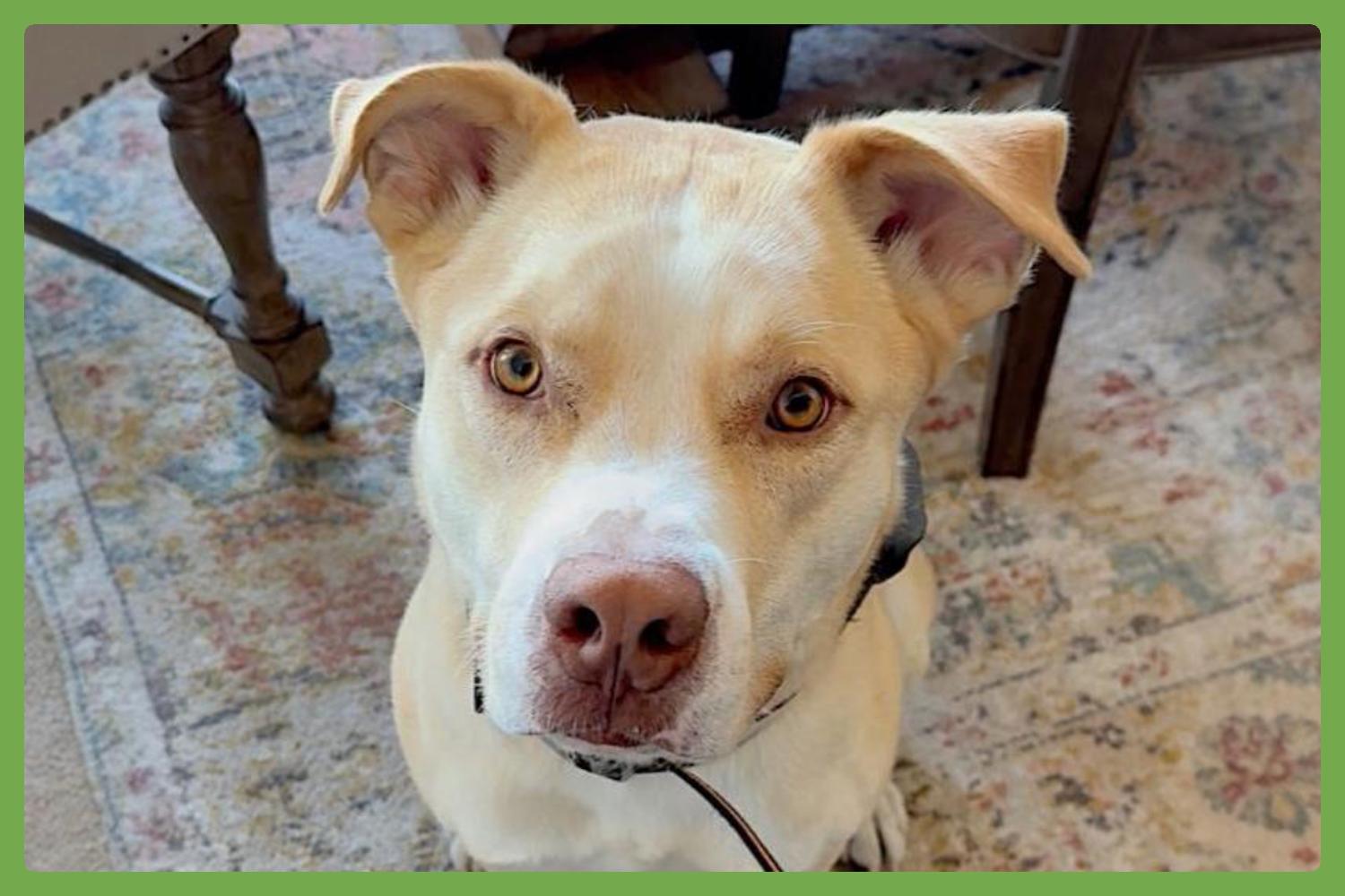 Doggert, Adoptable, Adult Male Pit Bull Terrier & Siberian Husky.