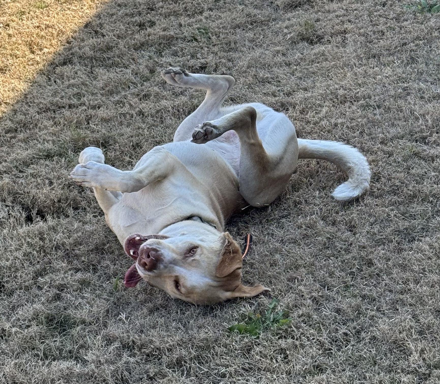 Enlarge Doggert, a Adoptable mixed breed in Waxahachie, TX image 5/6