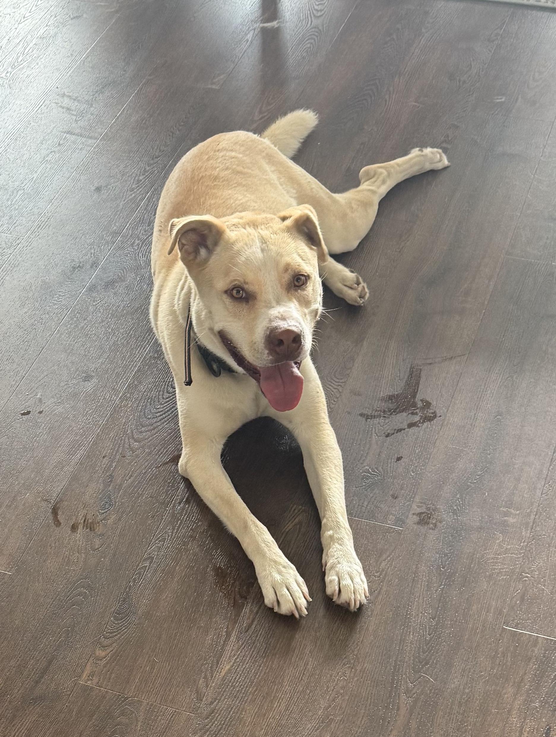Enlarge Doggert, a Adoptable mixed breed in Waxahachie, TX image 2/6