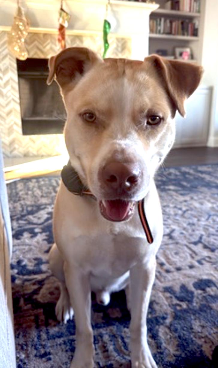 Enlarge Doggert, a Adoptable mixed breed in Waxahachie, TX image 3/6