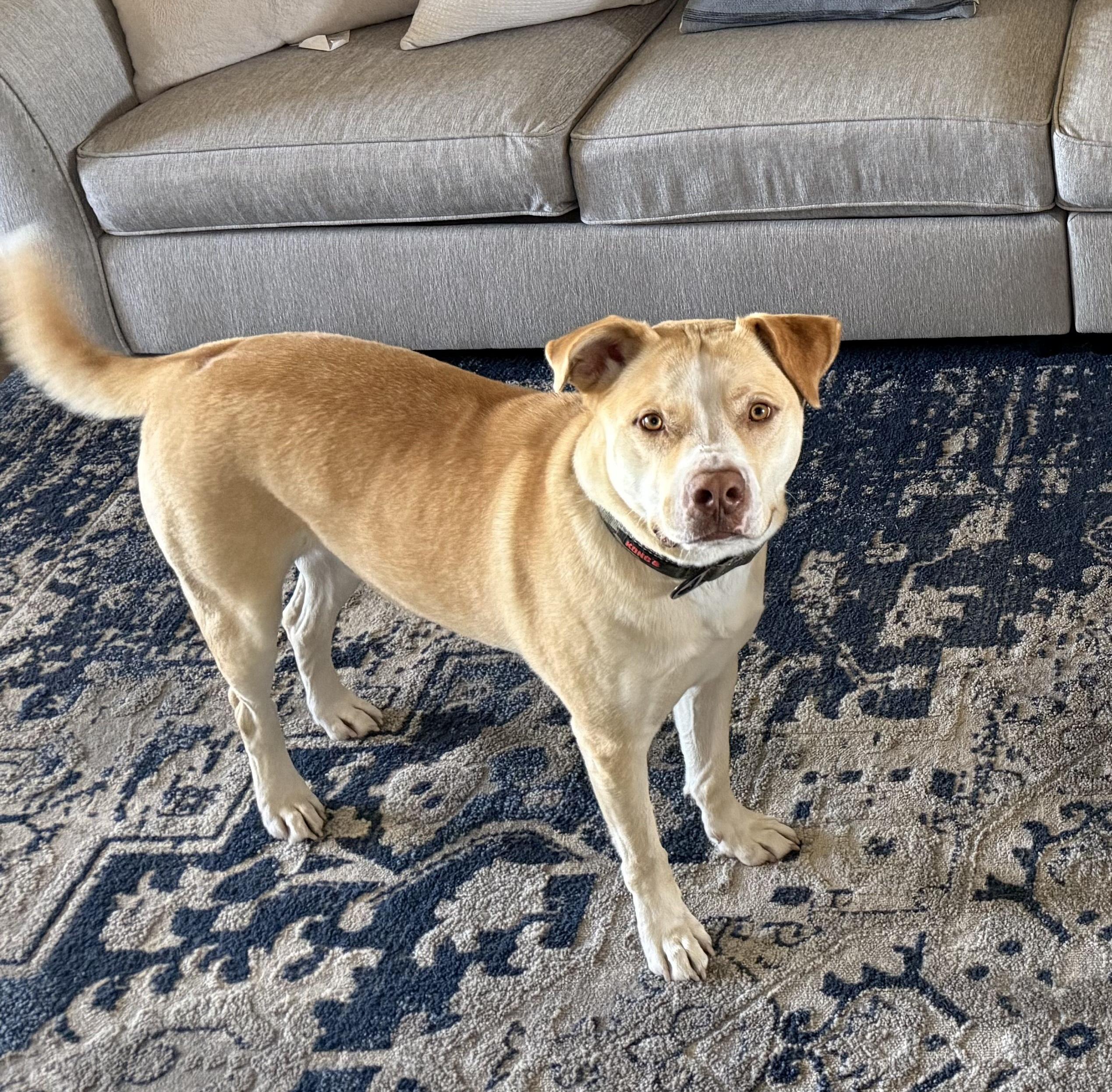 Enlarge Doggert, a Adoptable mixed breed in Waxahachie, TX image 4/6