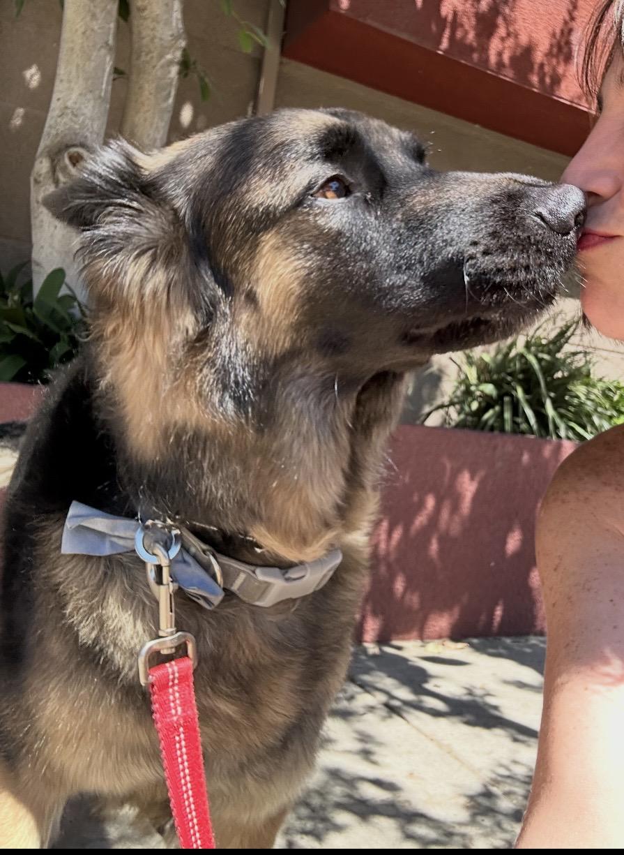 Enlarge Leo Contact Sylva, an adopted mixed breed in Sherman Oaks, CA image 2/3