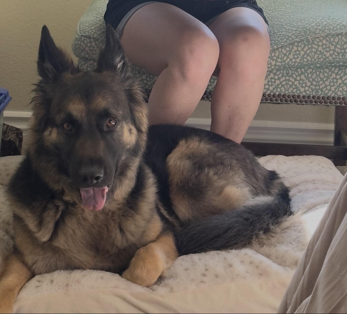 Leo Contact Sylva, adopted, Adult Male German Shepherd Dog & Collie.