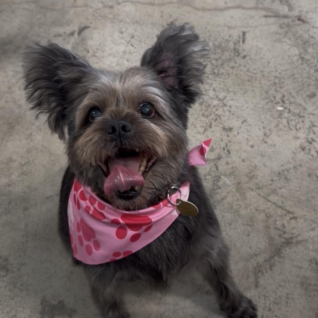 Enlarge Rosie, a Adoptable Affenpinscher in Spanish Fork, UT image 1/1