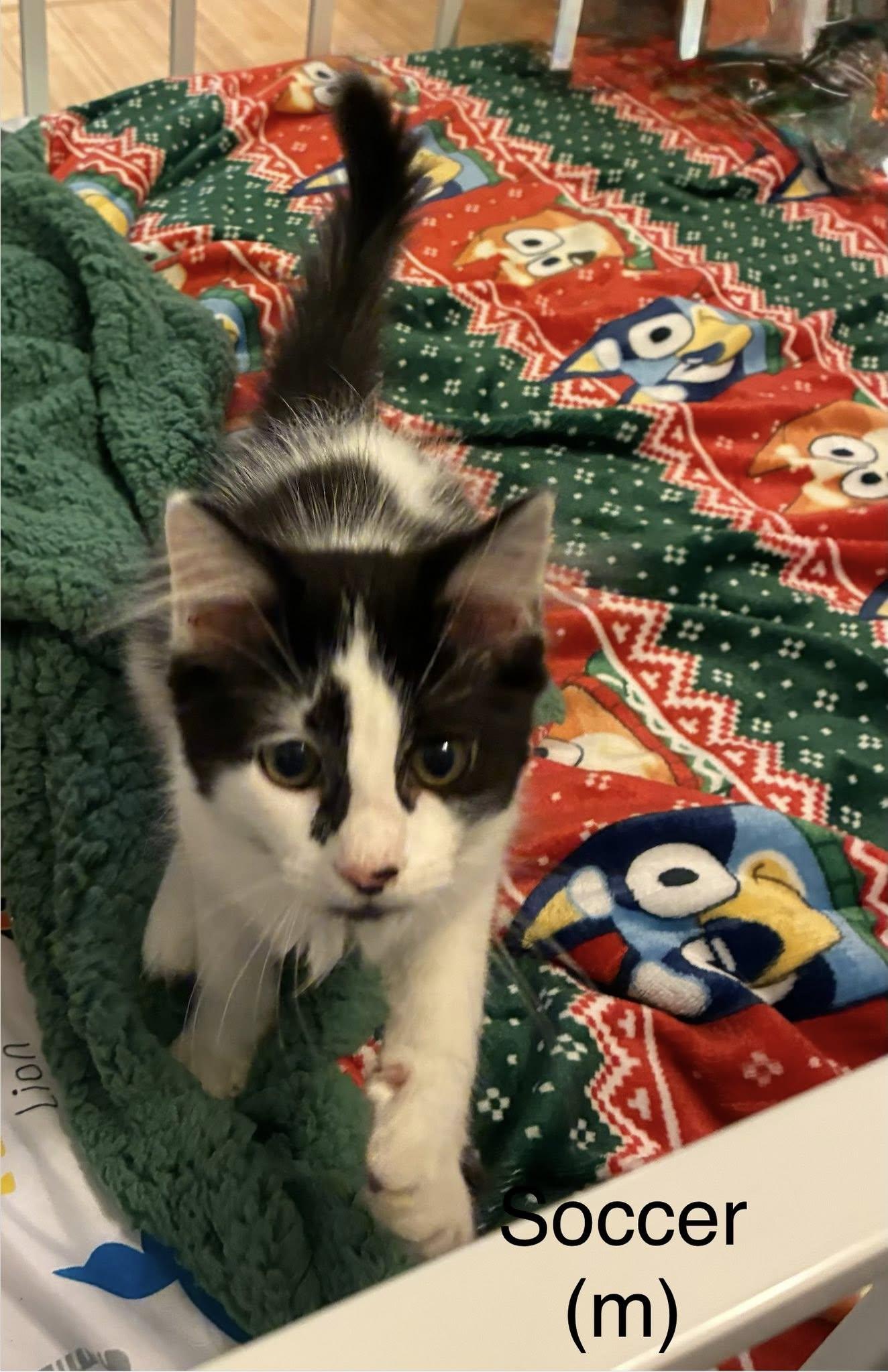 Soccer, ADOPTABLE, Kitten Male Domestic Medium Hair.