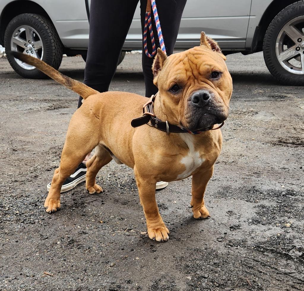 Cash, Adopted, Young Male Terrier.