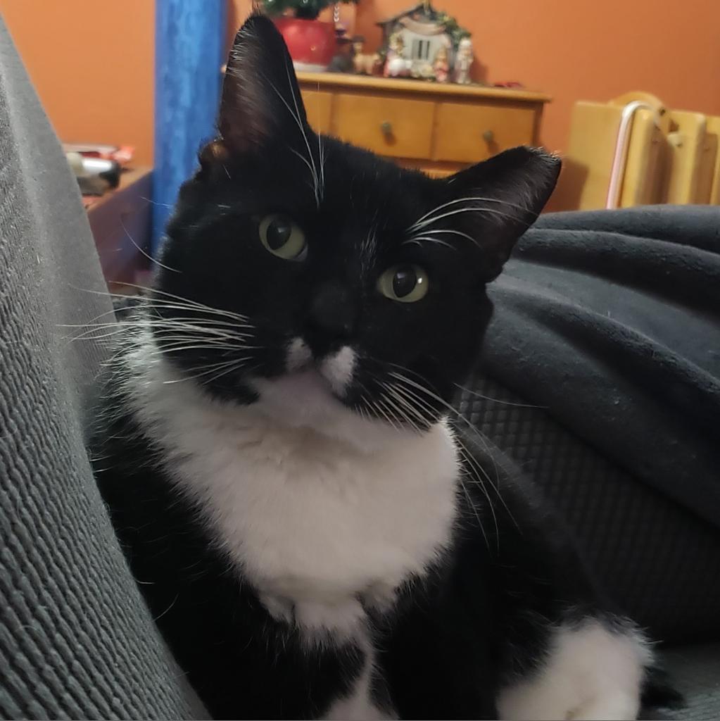 Spunky, Adoptable, Senior Male Domestic Short Hair.