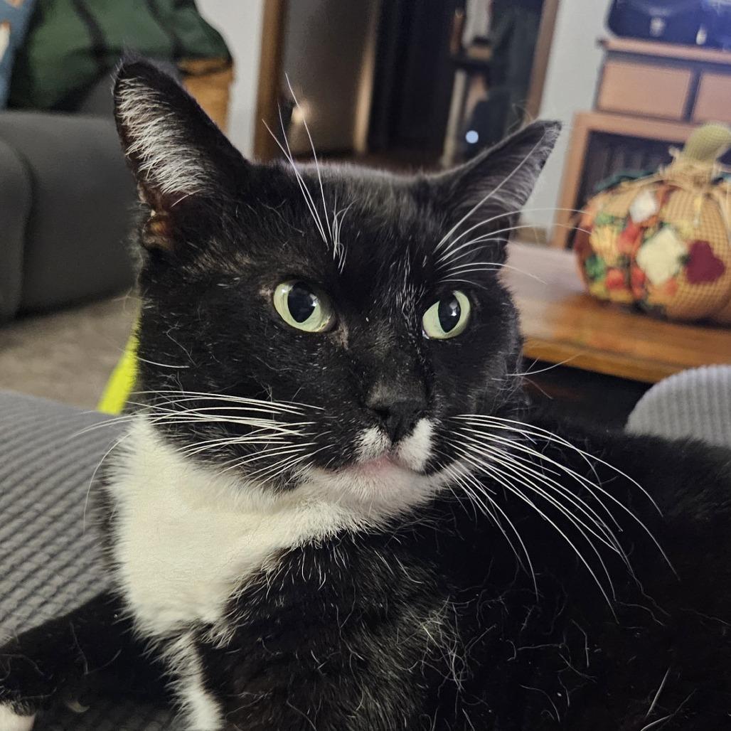 Enlarge Spunky, a Adoptable Domestic Short Hair in Green Bay, WI image 2/5