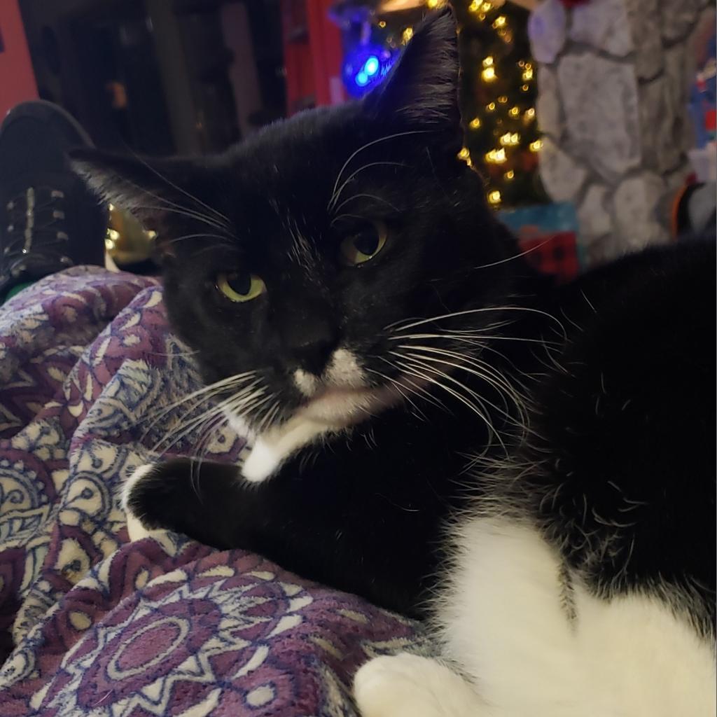 Enlarge Spunky, a Adoptable Domestic Short Hair in Green Bay, WI image 4/5