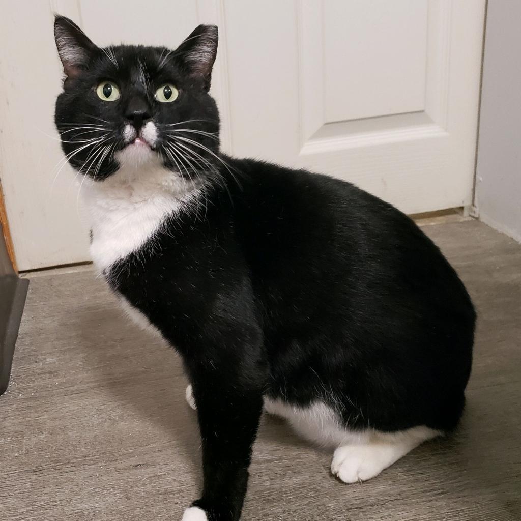 Enlarge Spunky, a Adoptable Domestic Short Hair in Green Bay, WI image 5/5