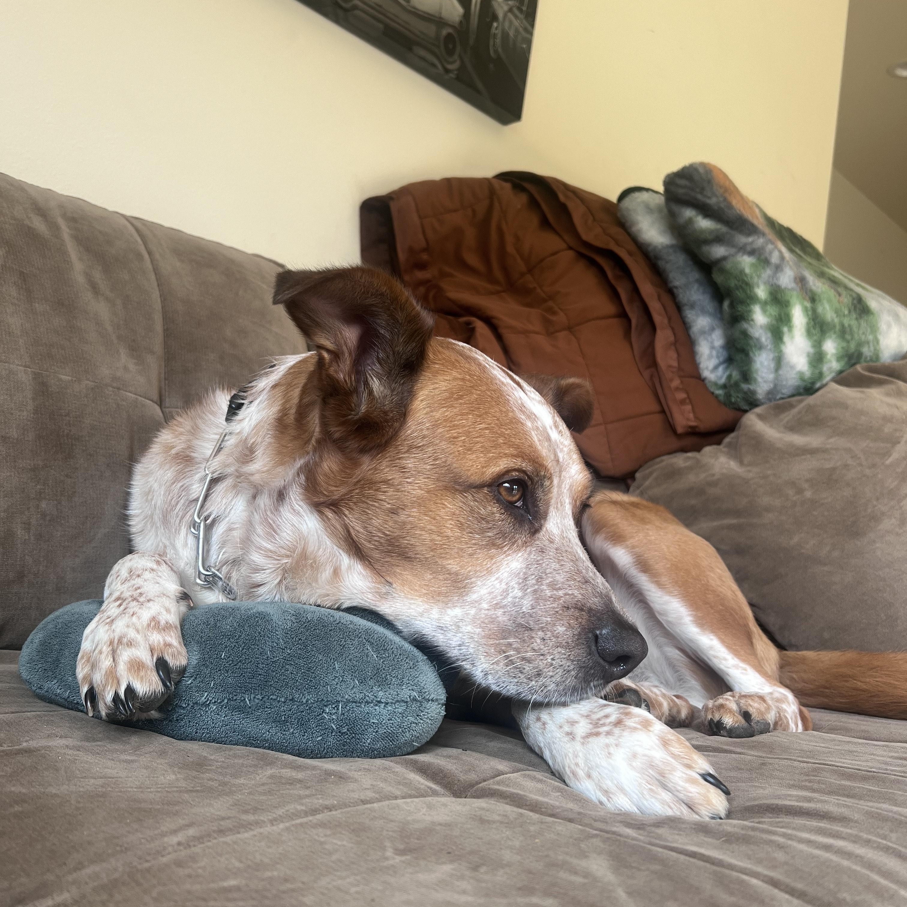 Enlarge Cheeto (Courtesy Post), a Adoptable mixed breed in Friday Harbor, WA image 3/5