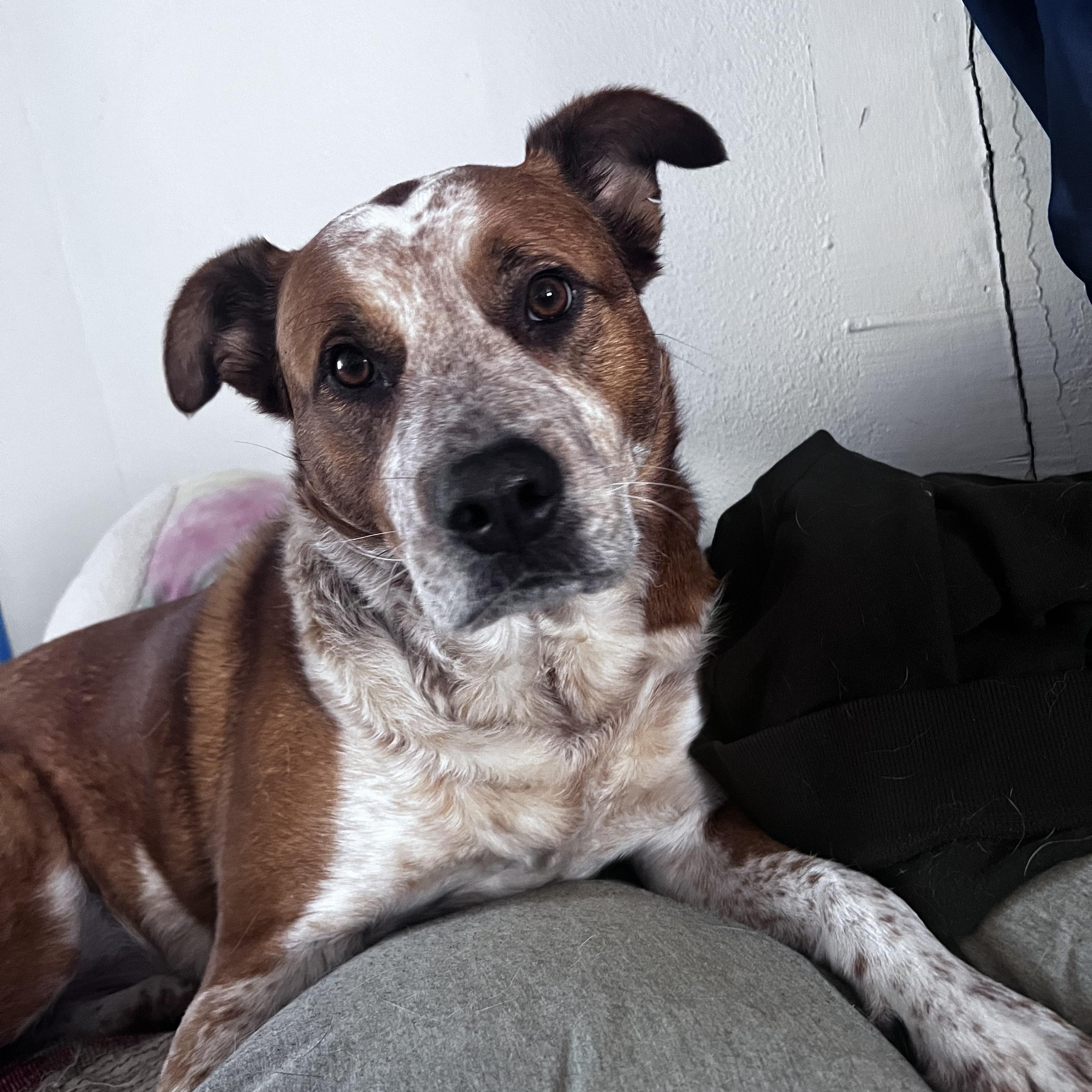 Enlarge Cheeto (Courtesy Post), a Adoptable mixed breed in Friday Harbor, WA image 4/5