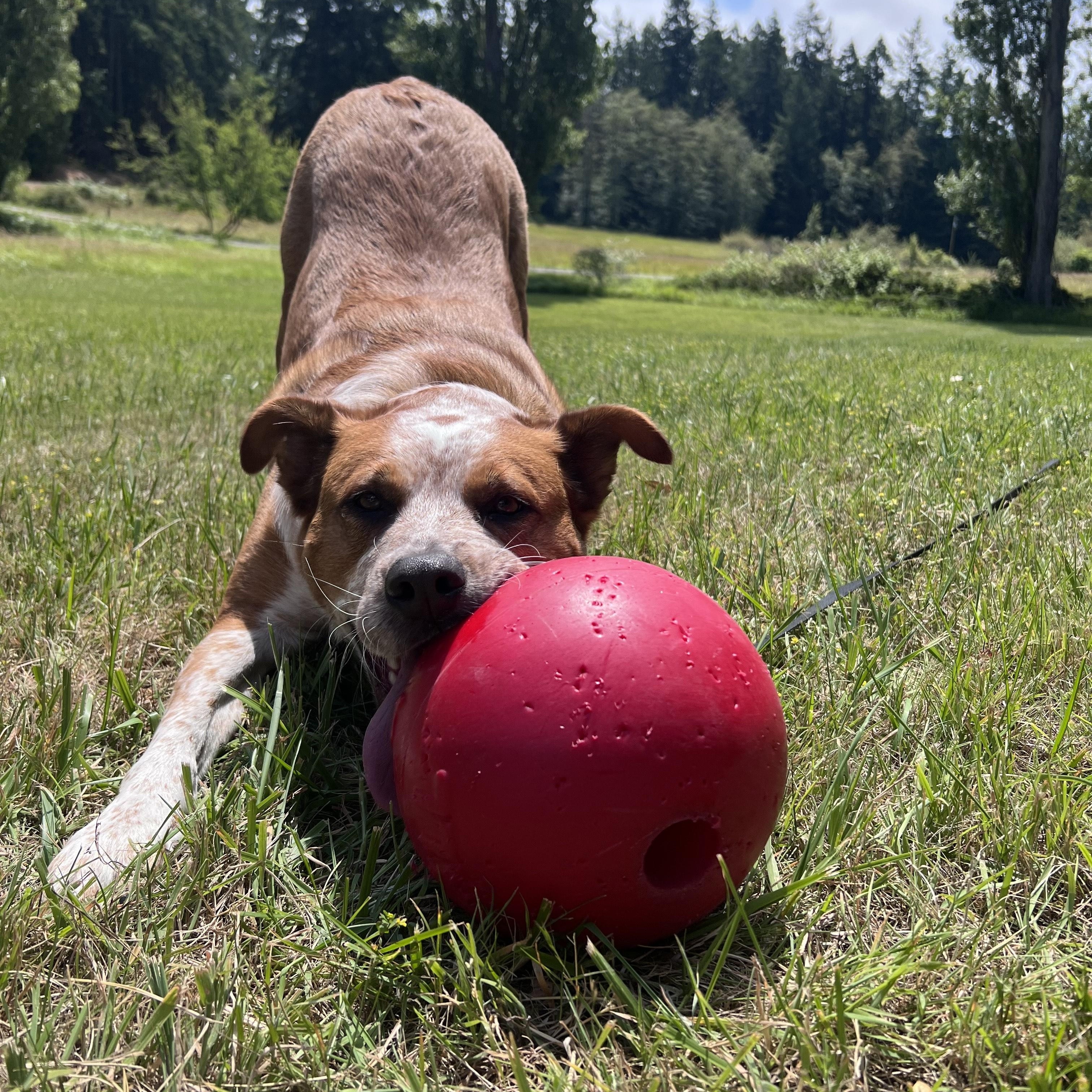 Cheeto (Courtesy Post), Adoptable, Adult Male Cattle Dog.