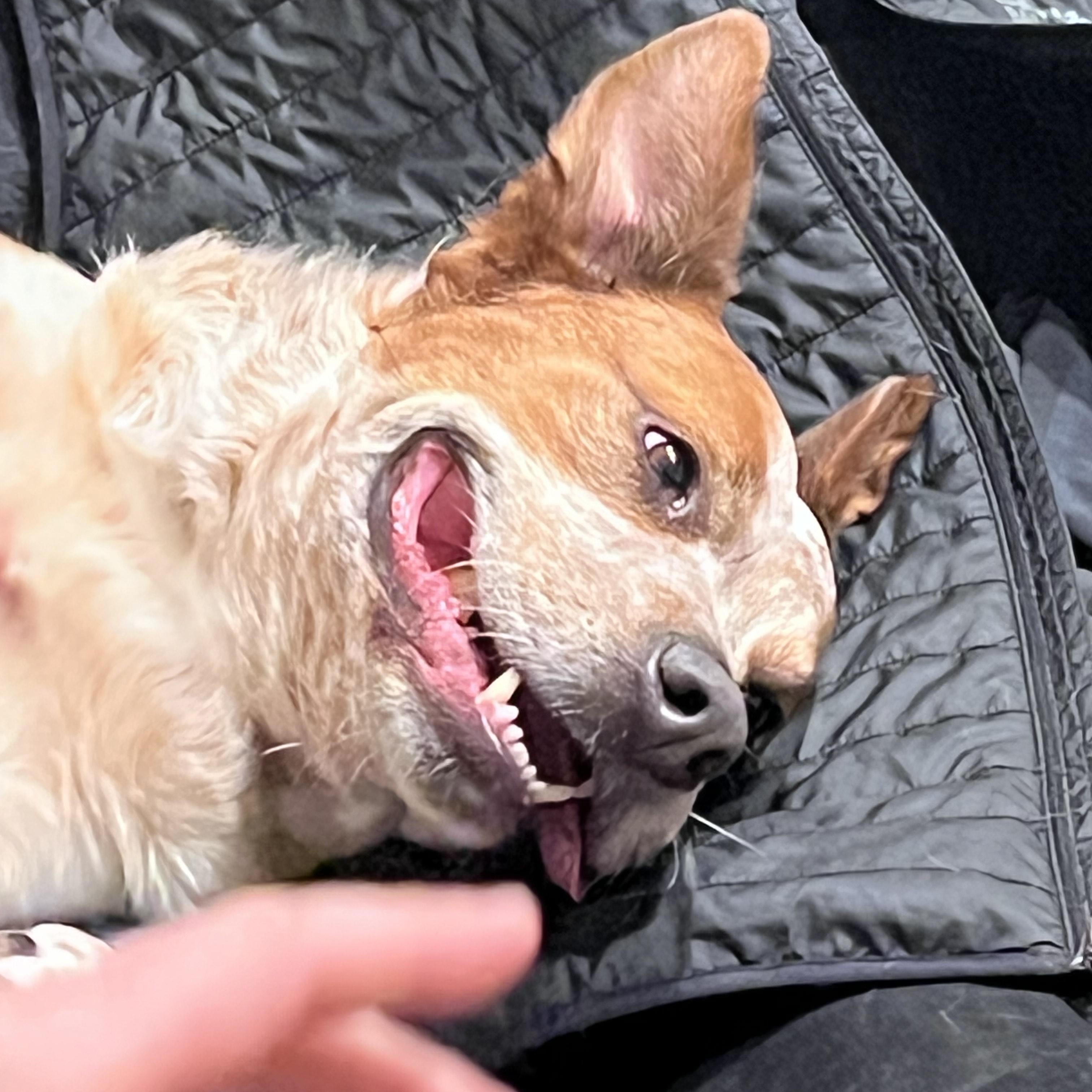 Enlarge Cheeto (Courtesy Post), a Adoptable mixed breed in Friday Harbor, WA image 2/5