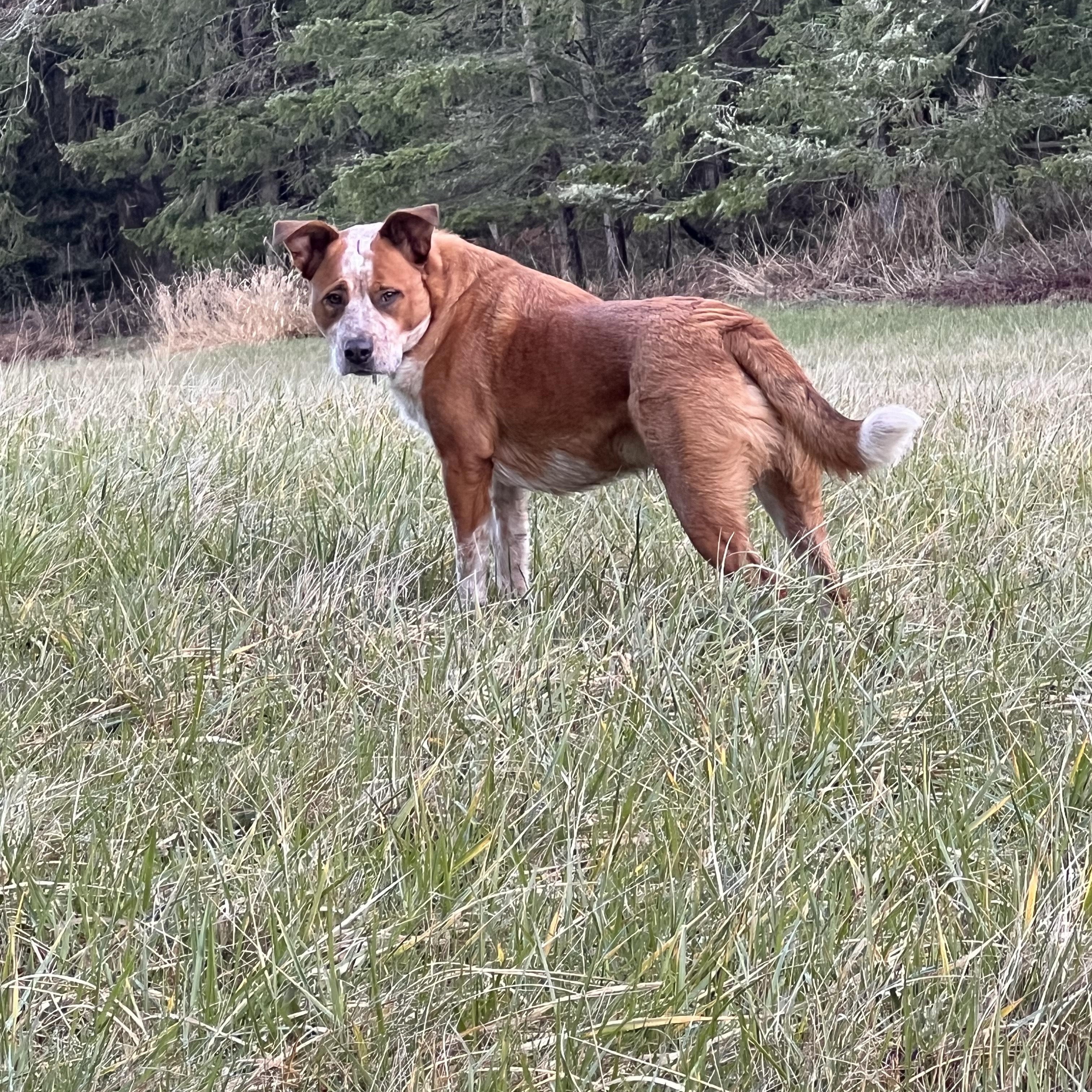 Cheeto (Courtesy Post)