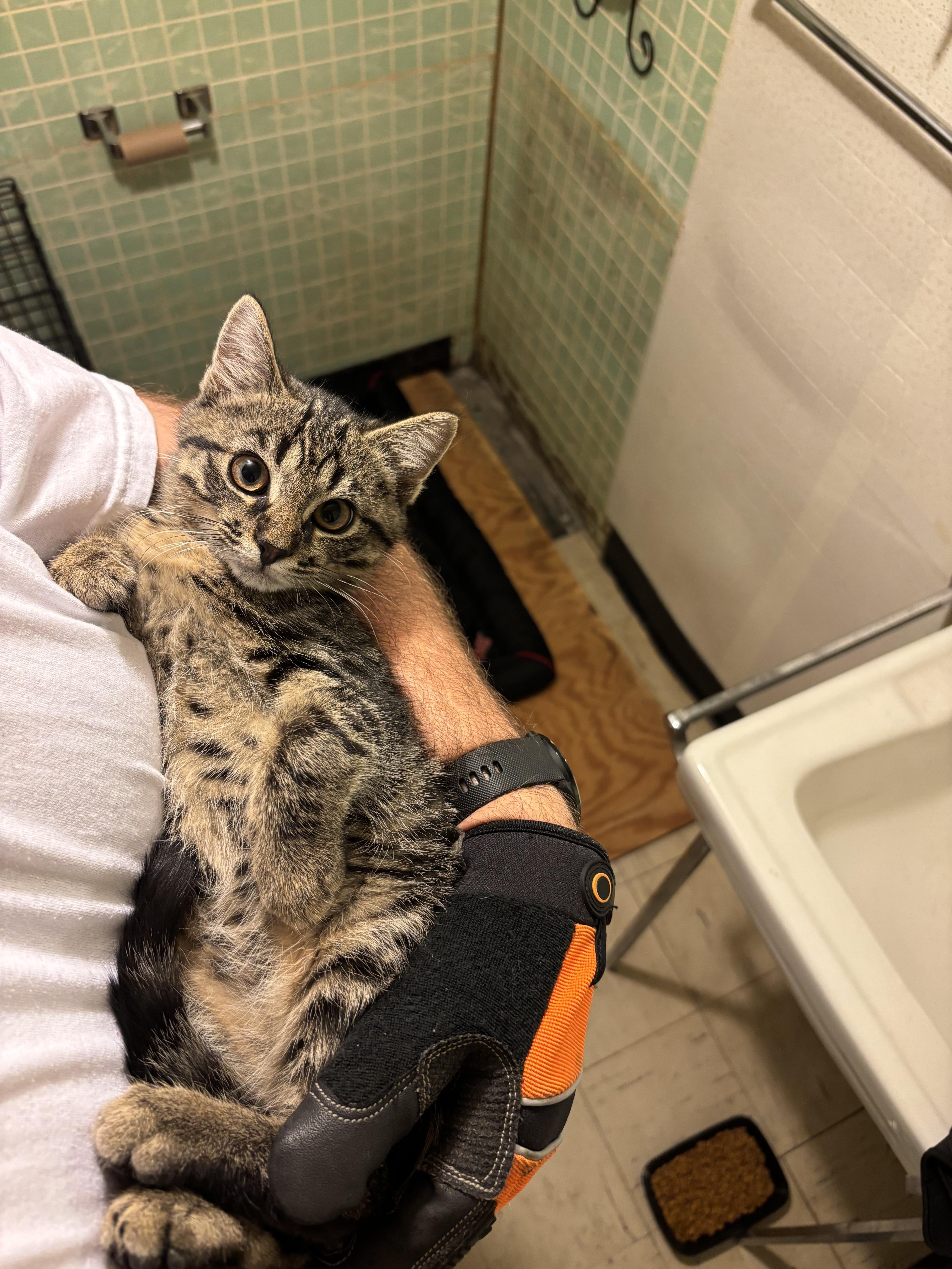 Jalapeno, Adoptable, Young Male Domestic Short Hair.