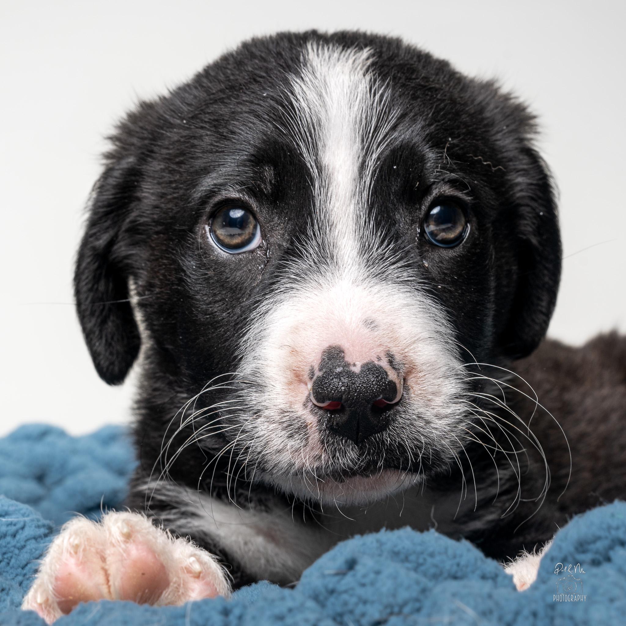 Enlarge Francois, an adopted mixed breed in Itasca, IL image 2/3