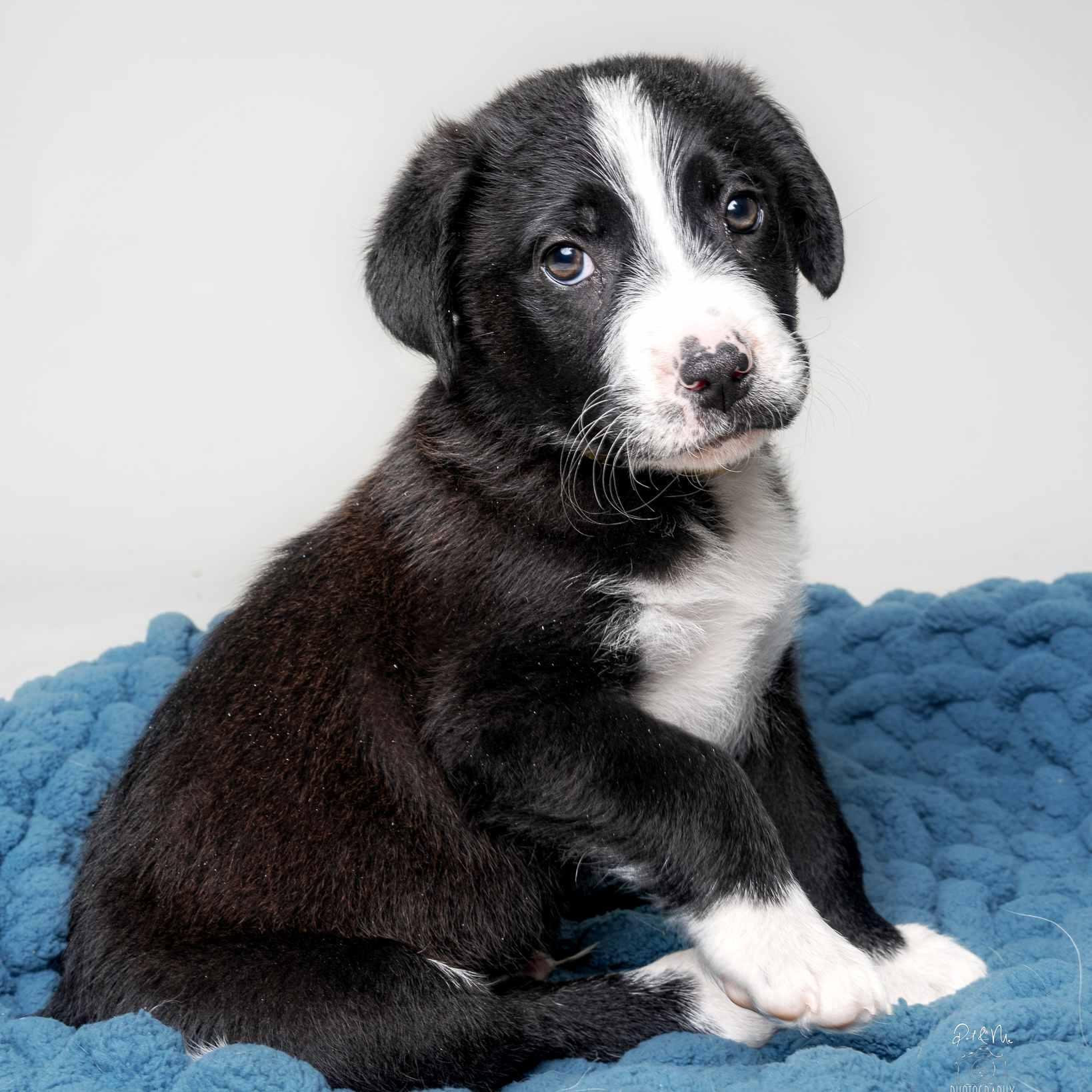 Enlarge Francois, an adopted mixed breed in Itasca, IL image 3/3