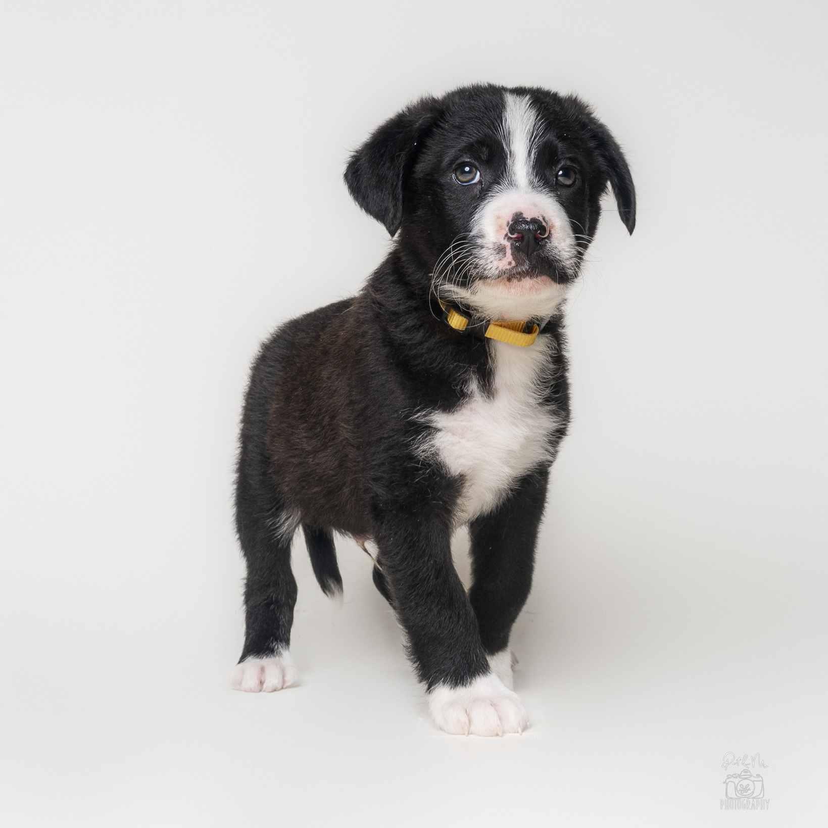 Enlarge Francois, an adopted mixed breed in Itasca, IL image 1/3