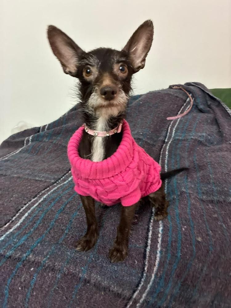 Enlarge CLEO, a Adoptable mixed breed in Langley, BC image 2/6