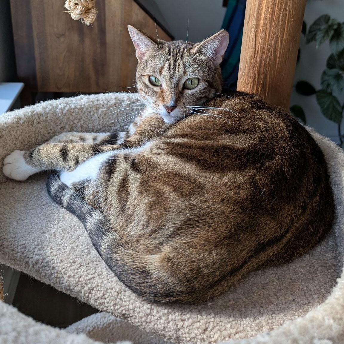 Kimber - sweet and friendly , adopted, Adult Female American Shorthair & Bengal.