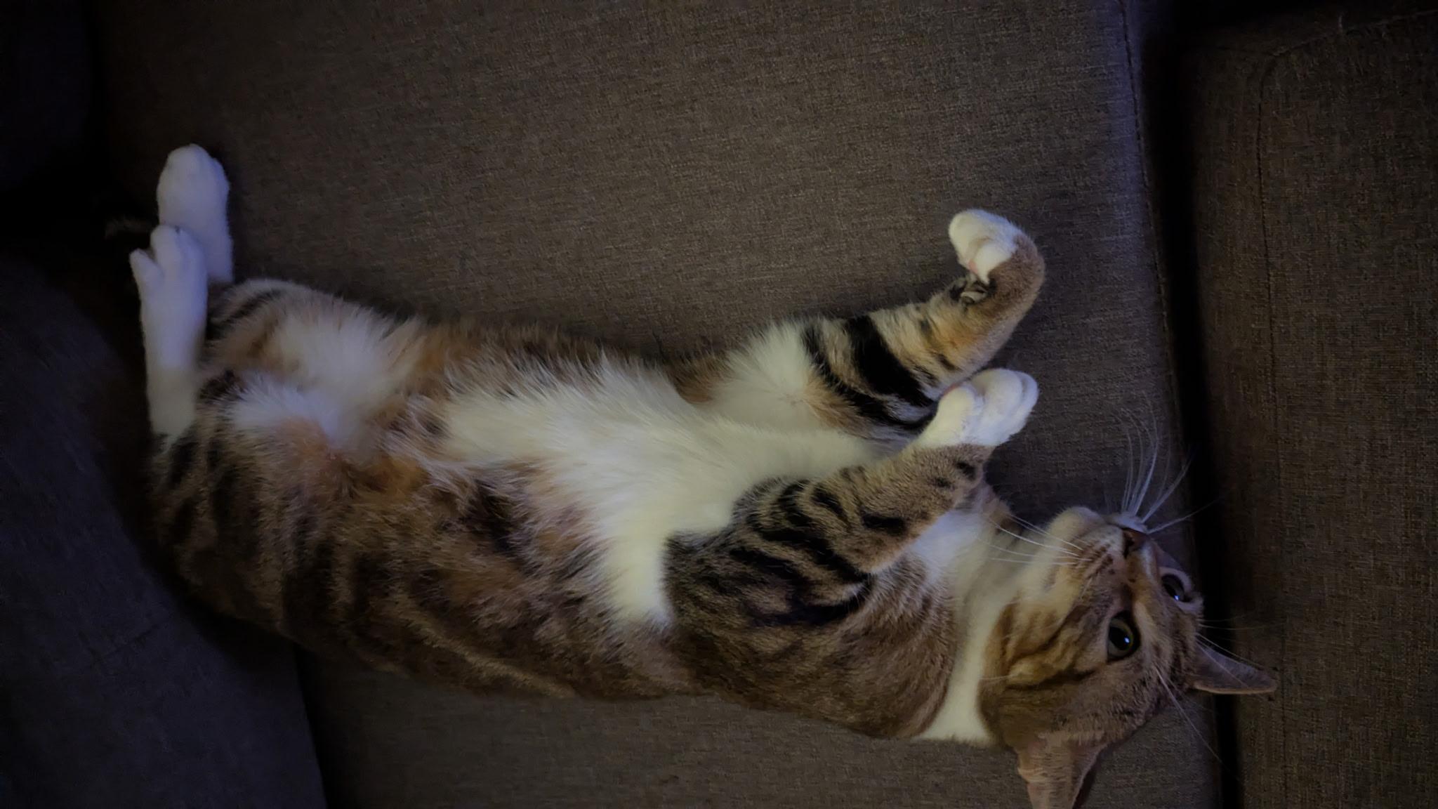 Enlarge Kimber - sweet and friendly , an adopted mixed breed in Austin, TX image 4/6