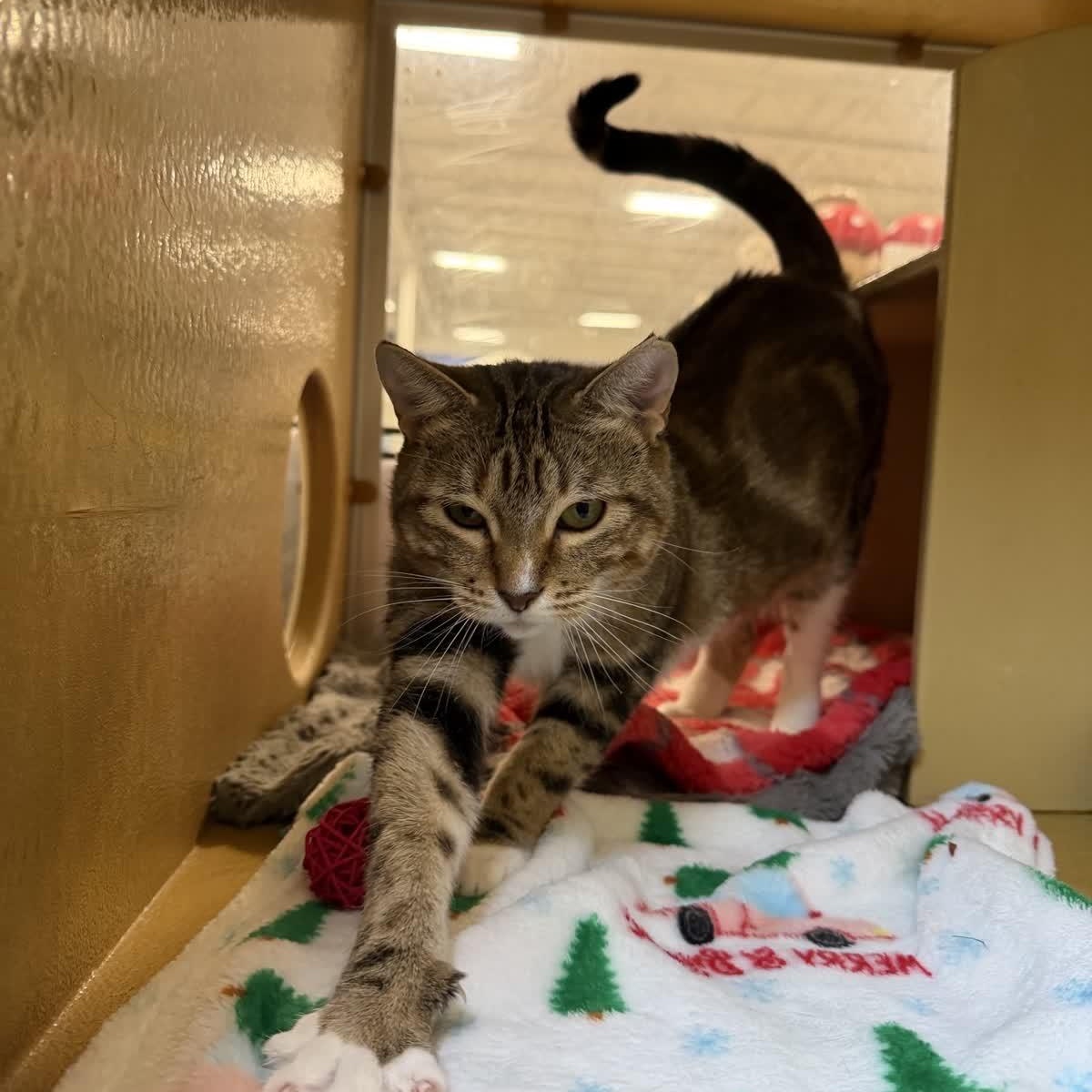 Enlarge Kimber - sweet and friendly , an adopted mixed breed in Austin, TX image 3/6