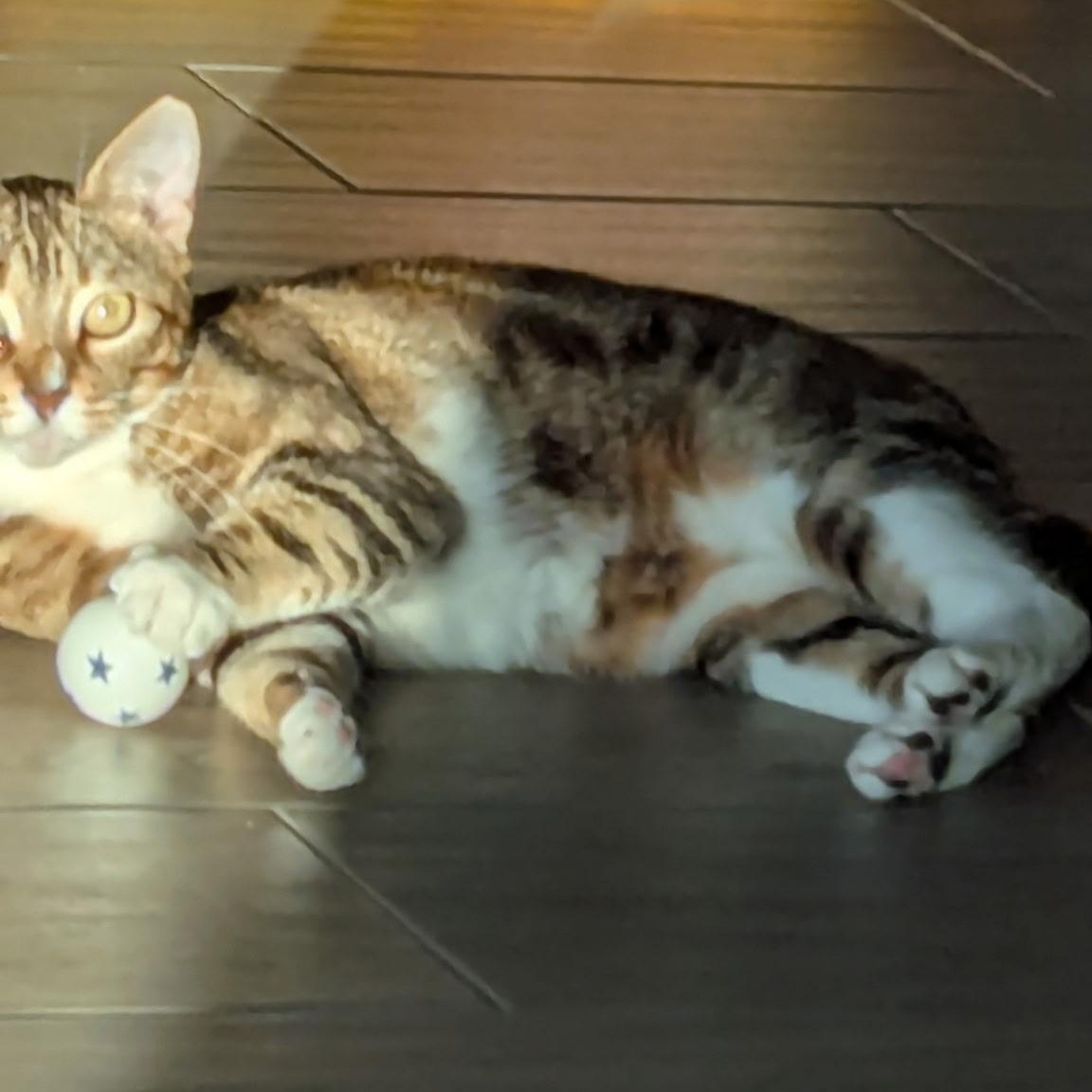 Enlarge Kimber - sweet and friendly , an adopted mixed breed in Austin, TX image 2/6