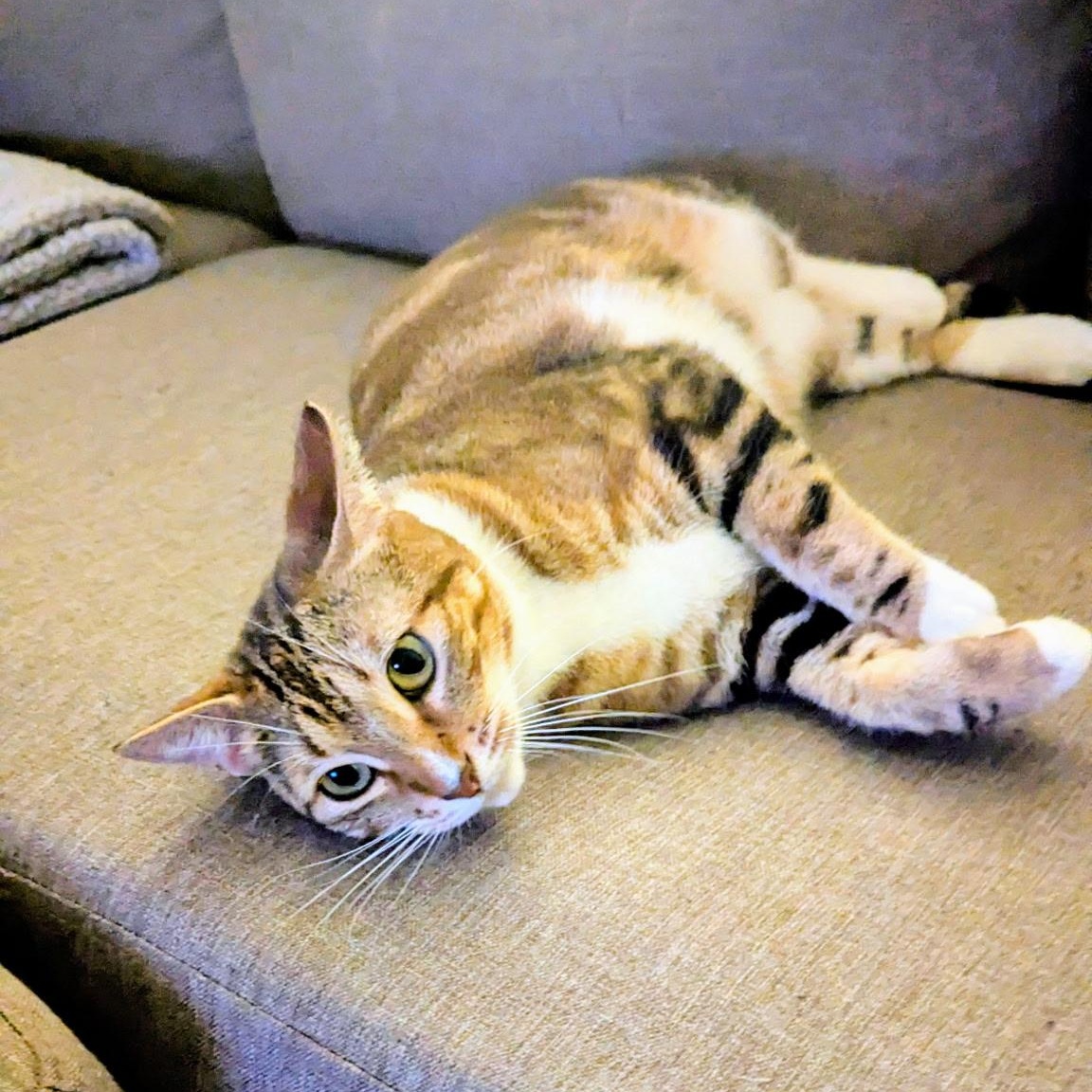 Enlarge Kimber - sweet and friendly , an adopted mixed breed in Austin, TX image 6/6