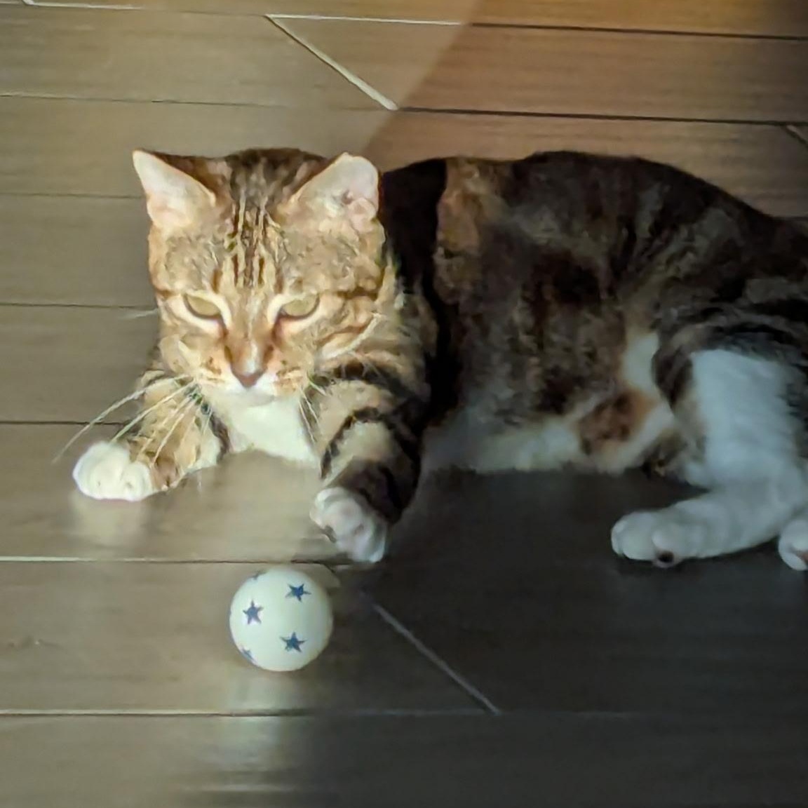 Enlarge Kimber - sweet and friendly , an adopted mixed breed in Austin, TX image 5/6