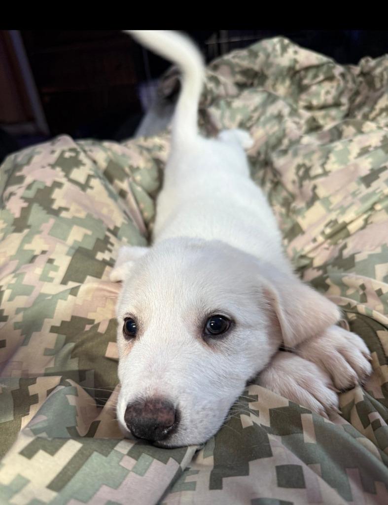 Clover, Adopted, Young Female Great Pyrenees & Cattle Dog.