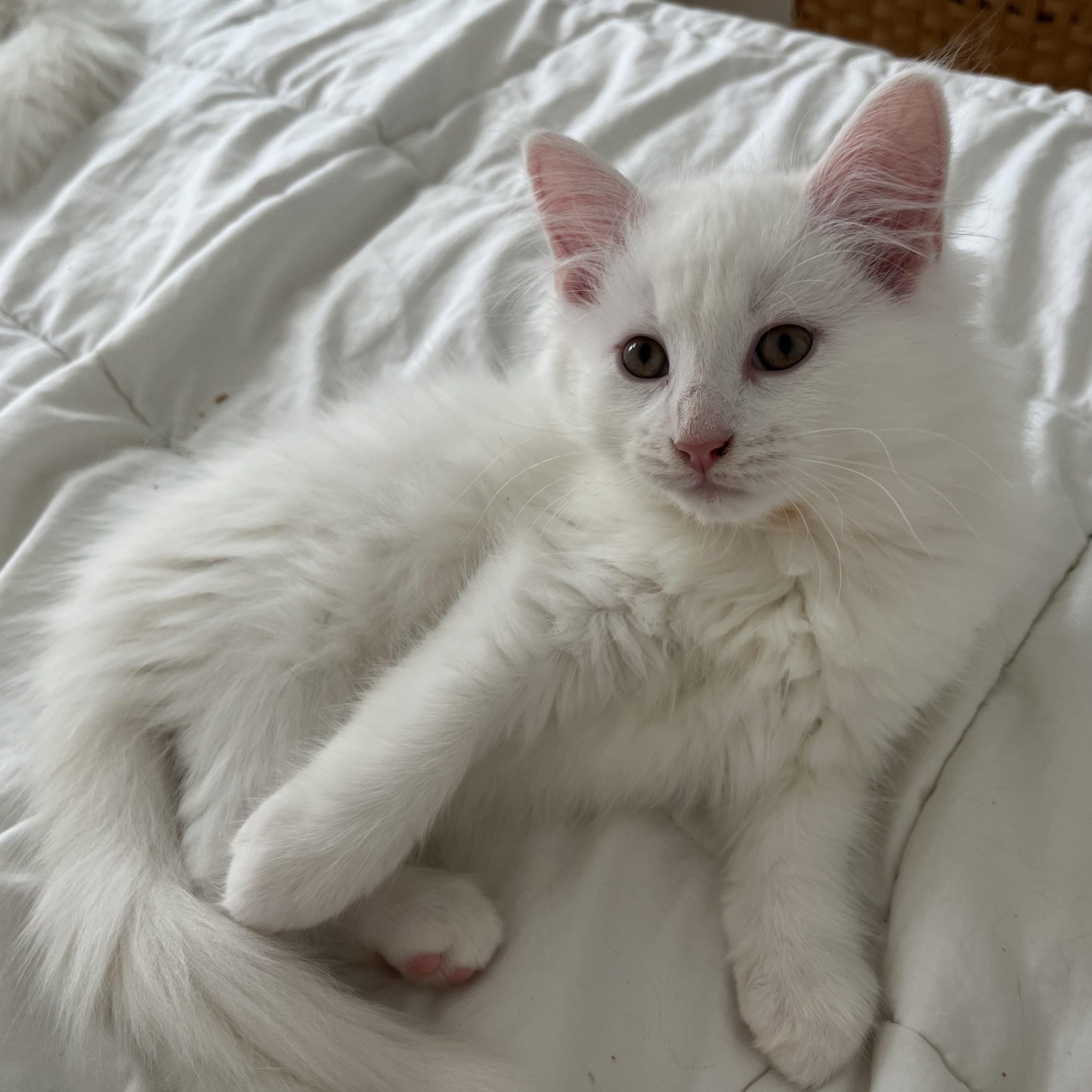 Enlarge César, a ADOPTABLE Domestic Long Hair in Verdun, QC image 1/1