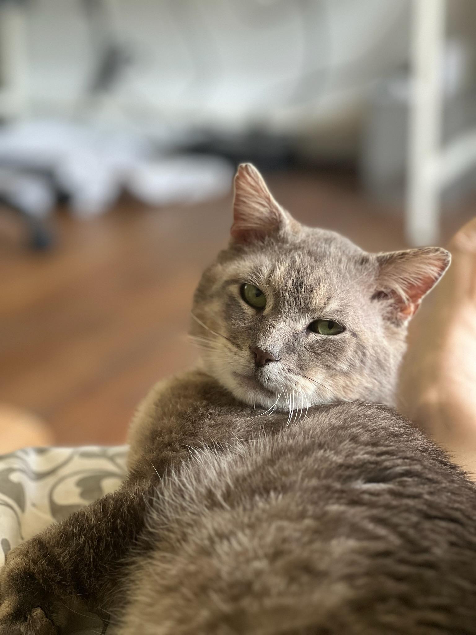 Enlarge Jack, a Adoptable Domestic Short Hair in Detroit, MI image 1/5