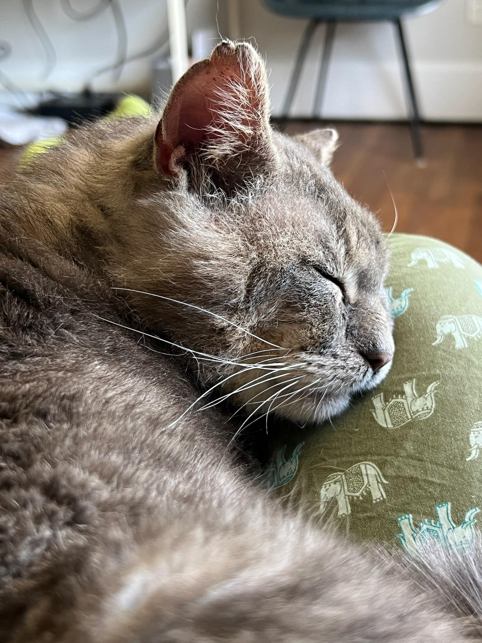 Enlarge Jack, a Adoptable Domestic Short Hair in Detroit, MI image 3/5