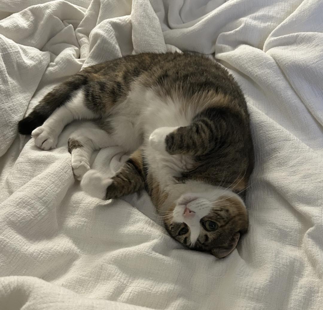 Enlarge Cherry, a ADOPTABLE Domestic Short Hair in Bayonne, NJ image 2/4