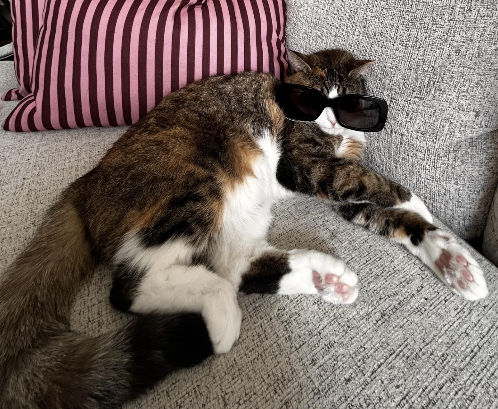 Cherry, ADOPTABLE, Adult Female Domestic Short Hair.