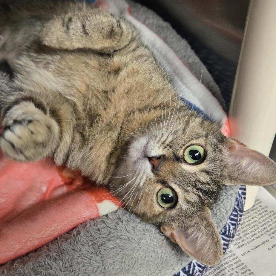 Button, Adoptable, Adult Female Domestic Short Hair.